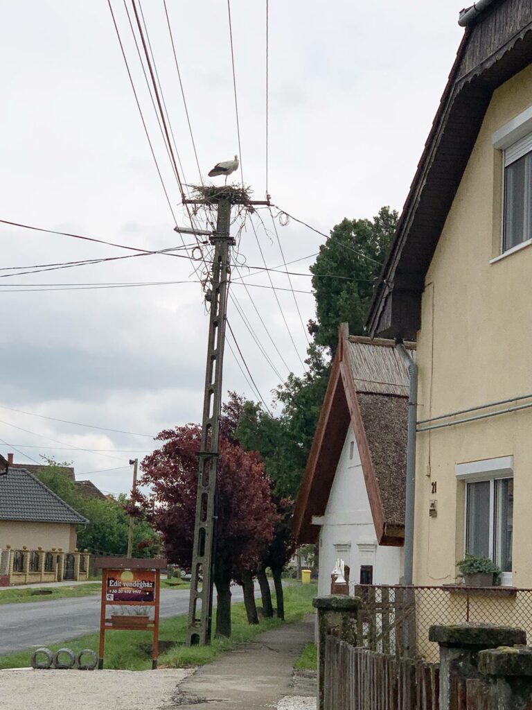 golya1