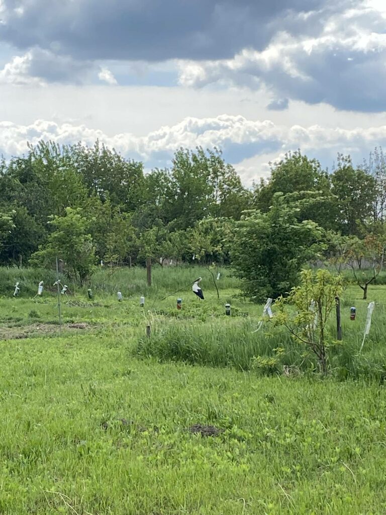 golya4